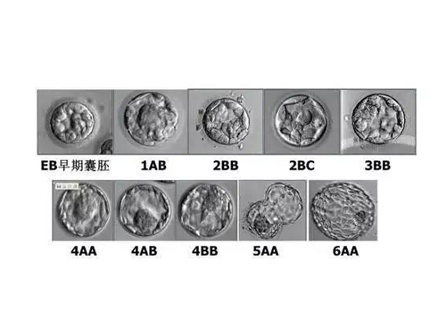 南京做試管嬰兒的胚胎級別怎么看？主要有這些級別區分！
